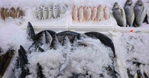 Denize kıyısı olmayan Kahramanmaraş'ta balık sezonu başladı, kilosu 200 ile 1000 lira