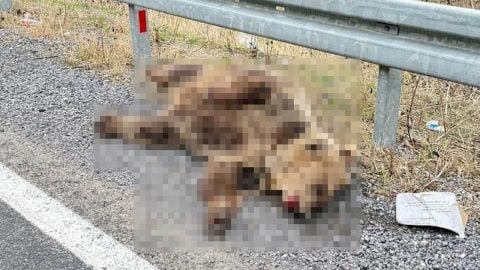Erzincan-Refahiye yolunda araç ayıya çarptı