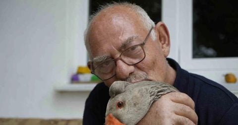 Gümüşhane'de papyonlu kaz Junior: "Beni anne babası biliyor, sahiplendi"