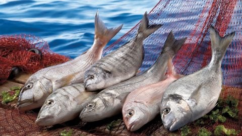 İhracat 9 ayda 1,5 milyar doları aştı! Ege’de ihracatın lokomotifi su ürünleri