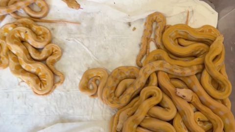 Kapıkule’de akılalmaz kaçakçılık! Çorapların içinden 67 canlı piton çıktı