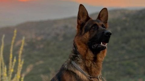 Kaybolan alman kurdunu bulana ödül verecek