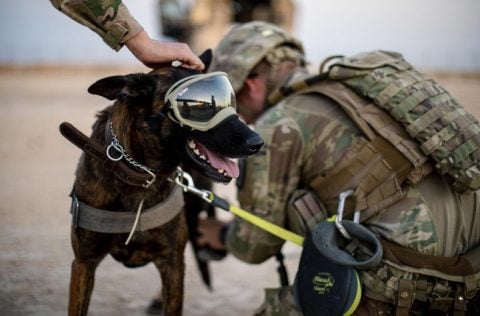 Korkunç plan! ABD genetiği değiştirilmiş “savaş köpekleri” üretmeye hazırlanıyor
