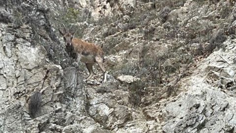 Nesli tükenme tehlikesi altında... Tunceli'de görüntülendi