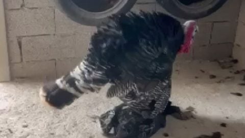 Ölen eşinin başından dakikalarca ayrılmadı! Erkek hindinin o anları, görenleri duygulandırdı