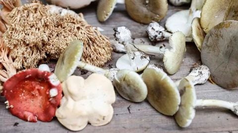 Ormandan topladıkları mantarı yediler! Soluğu hastanede aldılar