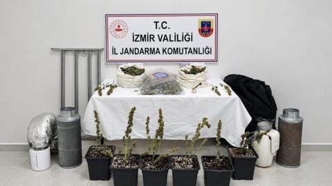 Saksıda uyuşturucu yetiştiren şahıs enselendi