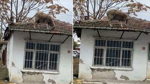 Sanki yerde ot bitti! Keçilerle büyüyen koyun çatıda otladı
