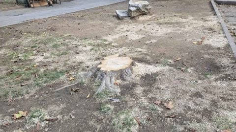 Saraçhane’de ağaç katliamı skandalı! Gezi’de ortalığı yakanlar İBB’nin kıyımına sessiz kaldı!