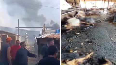 Silivri’de büyük ahır yangını: 24 büyükbaş, çok sayıda buzağı ve tavuk telef oldu