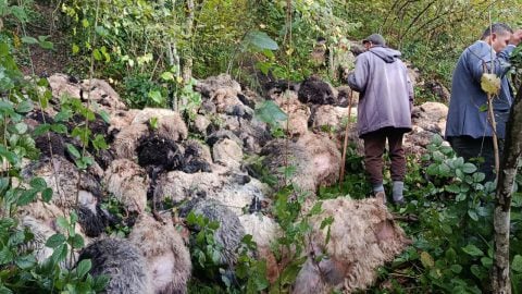 Trabzon'da uçurumdan atlayan 184 koyun telef oldu