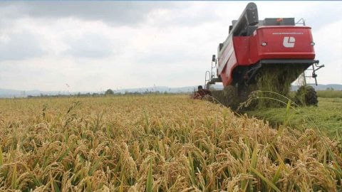 Türkiye'nin pirinç ambarında bereketli harvesting mesaisi başladı: Balıkesir Manyas'ta rekor çeltik verimi üreticinin yüzünü güldürdü!