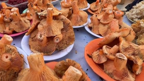 Uzmanlardan mantar uyarısı! 6 saat sonra çıkan belirti en tehlikelisi!