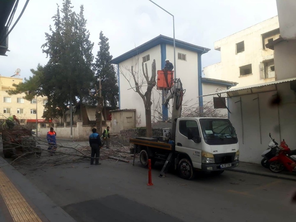 -Kilis’te cadde ve yollardaki ağaçların budanmaya devam ediliyor 