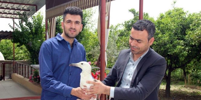 Saçmayla yaralanan martı tedaviye alındı