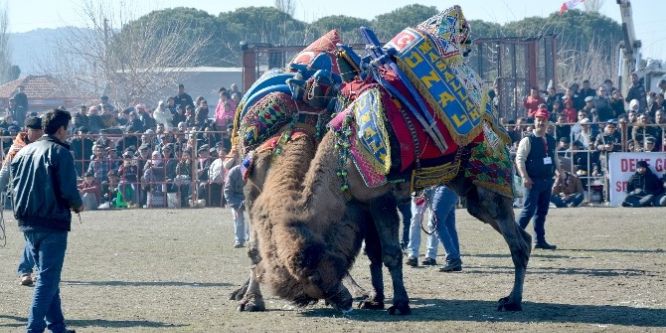 Deve Güreşleri 30. kez yapıldı