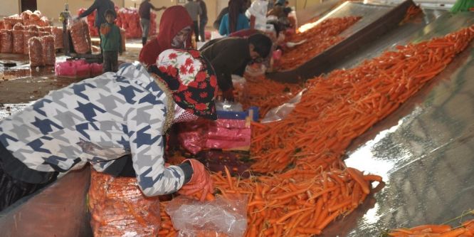 Üreticinin yüzü güldü