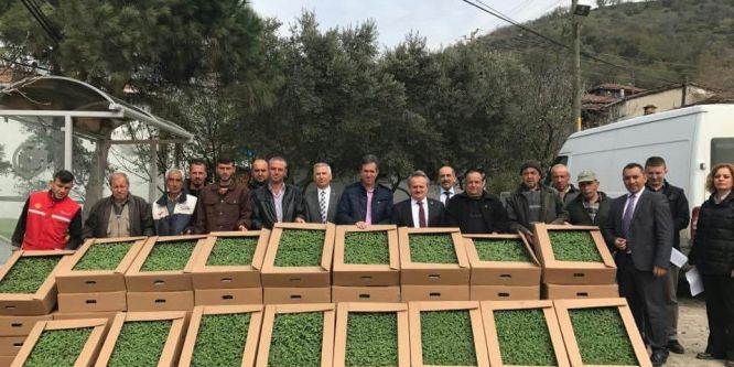 Üreticilere adaçayı fidesi dağıtıldı