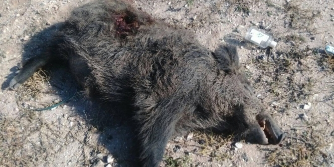 Yola inen domuza otomobil çarptı