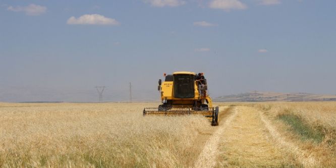 Adıyaman’da hububat hasadı başladı