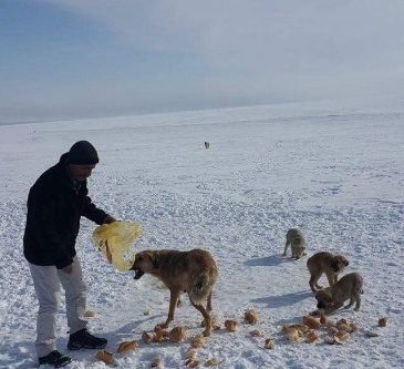 Hayırsever vatandaş aç köpekleri ekmekle doyurdu