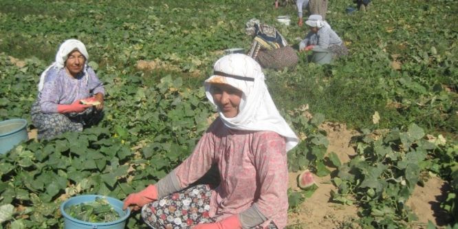 Ödemiş’te salatalık sezonu açıldı
