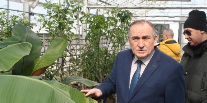 Bolu Belediyesine ait seralarda tropikal meyveler üretiliyor