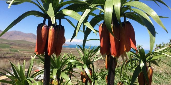 Van’ın iki güzel yüzü