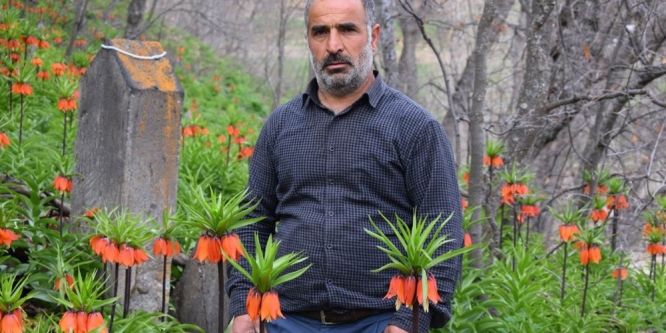 Baharın müjdecisi ters laleler