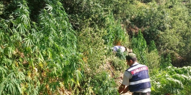 Jandarma ormanlık alanda oluşturulan zehir tarlasını imha etti