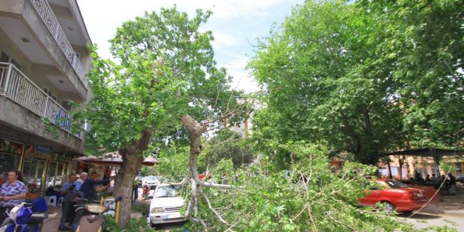 Rüzgara dayanamayan asırlık çınarın dalı otomobilin üzerine düştü