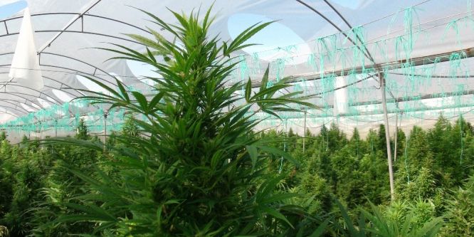 Salatalık serasında uyuşturucu