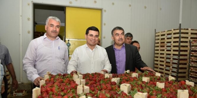 Tütüncü, çilek ve muz seralarını gezdi