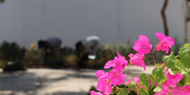 Bodrum’da çevre düzenleme çalışmaları sürüyor