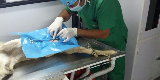 Çaldıran’da sokak hayvanlarını kısırlaştırma çalışması