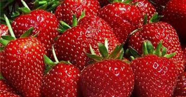 Çileğin başkentinde hasat bereketi