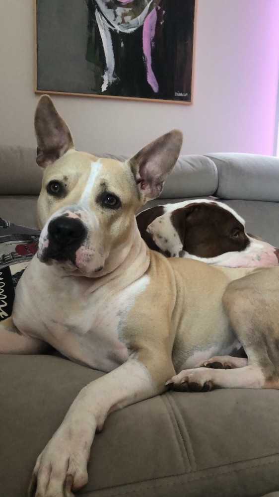 1 aydır kayıp olan iki köpeğinin bulunması için seferber oldu 