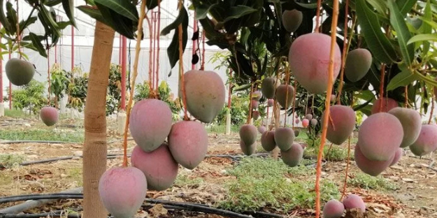 1 dönümünden bakın kaç lira kazanıyorlar!