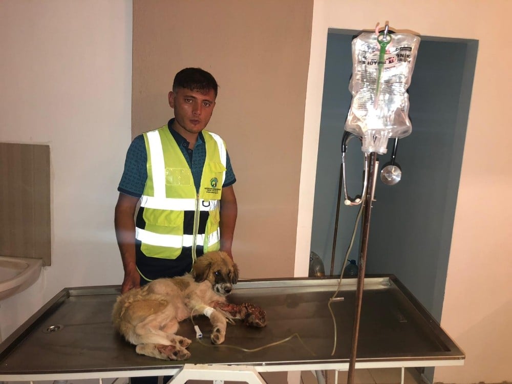 1 hafta boyunca bacağı parçalanmış halde aç susuz tedavi edilmeyi bekledi 