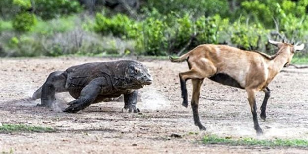 1 keçi 2 komodo ejderi! Olanları tahmin bile edemeyeceksiniz!