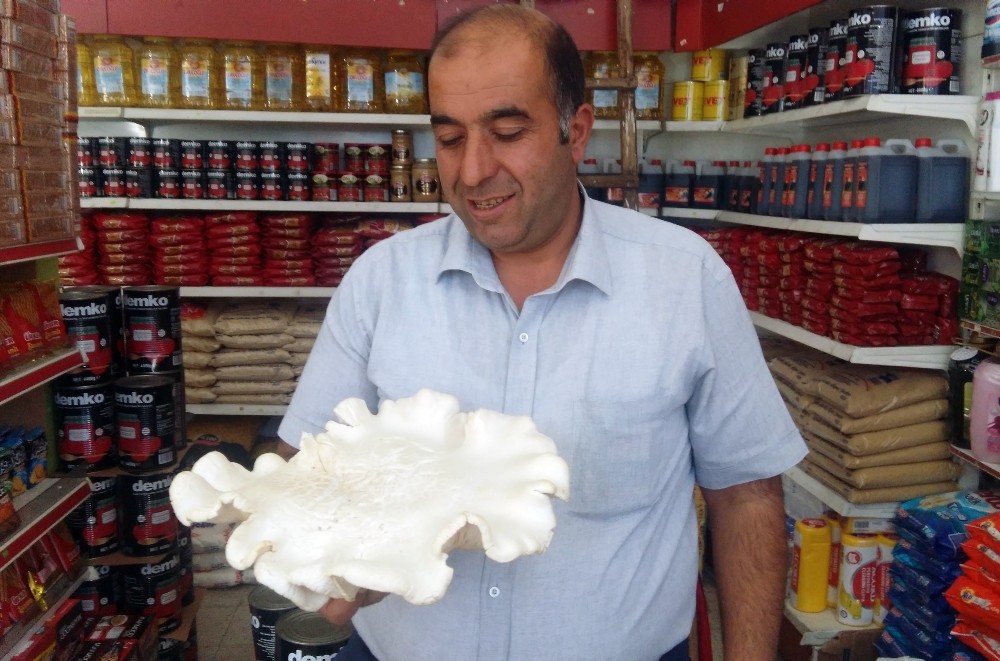 1 kilo ağırlığındaki mantar görenleri şaşırttı 