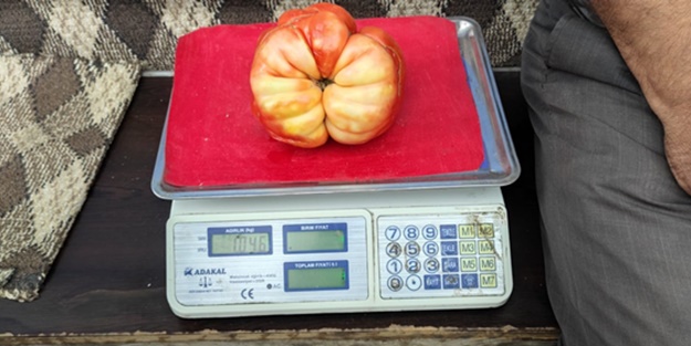 1 kilodan bile fazla! Tezgahta görenler şaşkınlığını gizleyemiyor