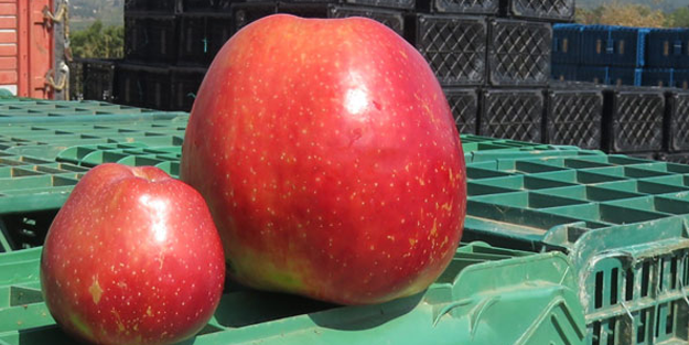 1 kiloluk elmayı görenler, şaşkınlığını gizleyemiyor