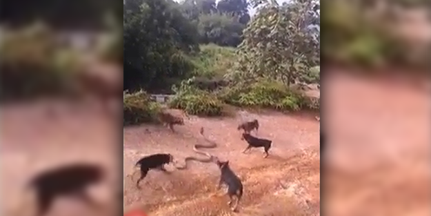 1 kobra, 5 köpek! Ölüm kalım savaşı/VİDEO