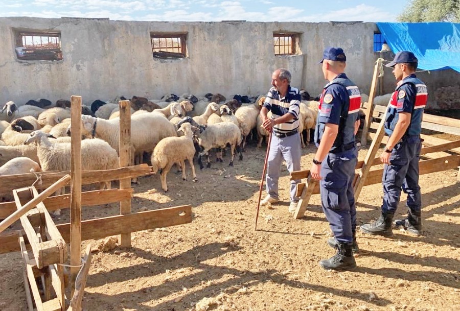 1 koyun değil 2 koyun değil sürüyü kaybetmiş