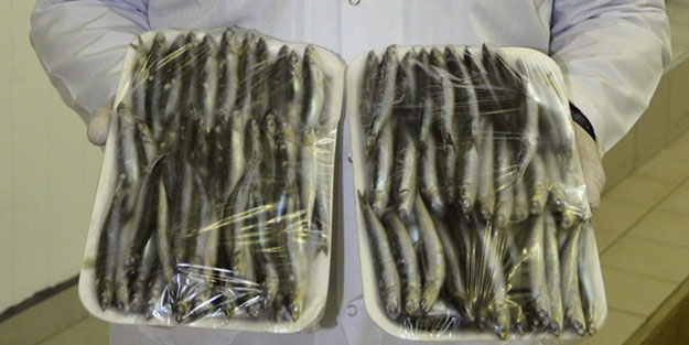 1 milyon dolarlık hamsi ihracatı yapıldı
