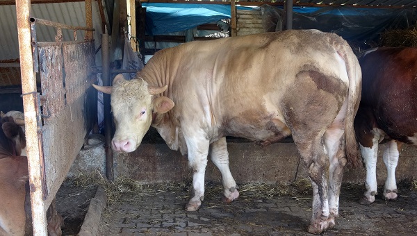 1 ton 100 kiloluk Paşa'nın fiyatı dudak uçuklattı