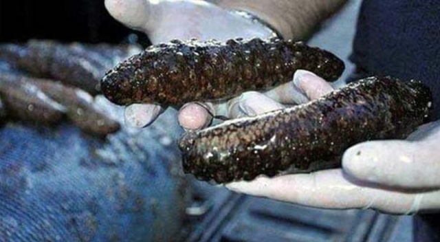 1 ton deniz patlıcanı ele geçirildi