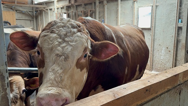 1 tonluk dana bakın kaç paraya satıldı?