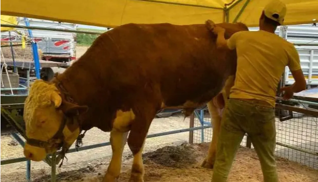 1 tonluk 'Kral' satıldı! Fiyatı dudak uçuklattı